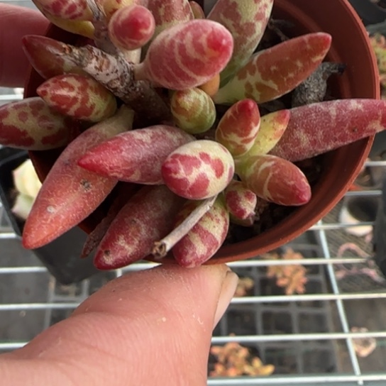 44梅花鹿一物一拍多肉