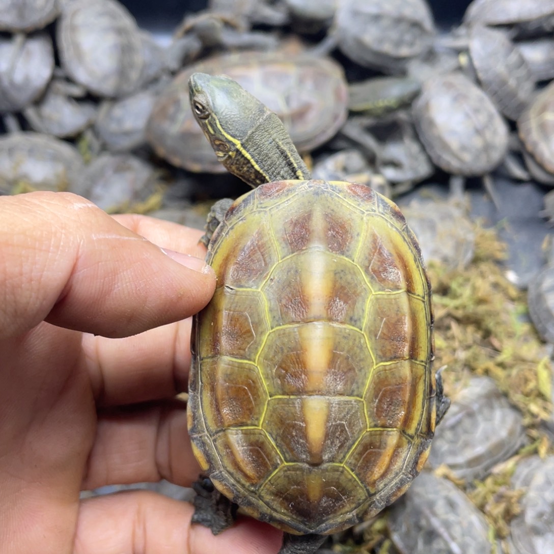 绿毛龟母皖南草龟田黄一只