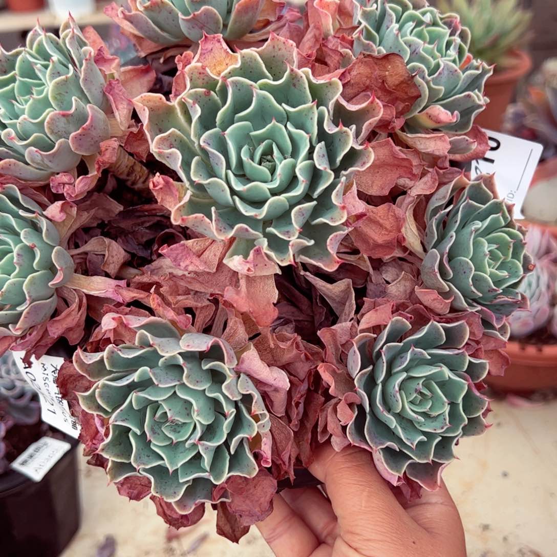 海啸大手捧无砍群