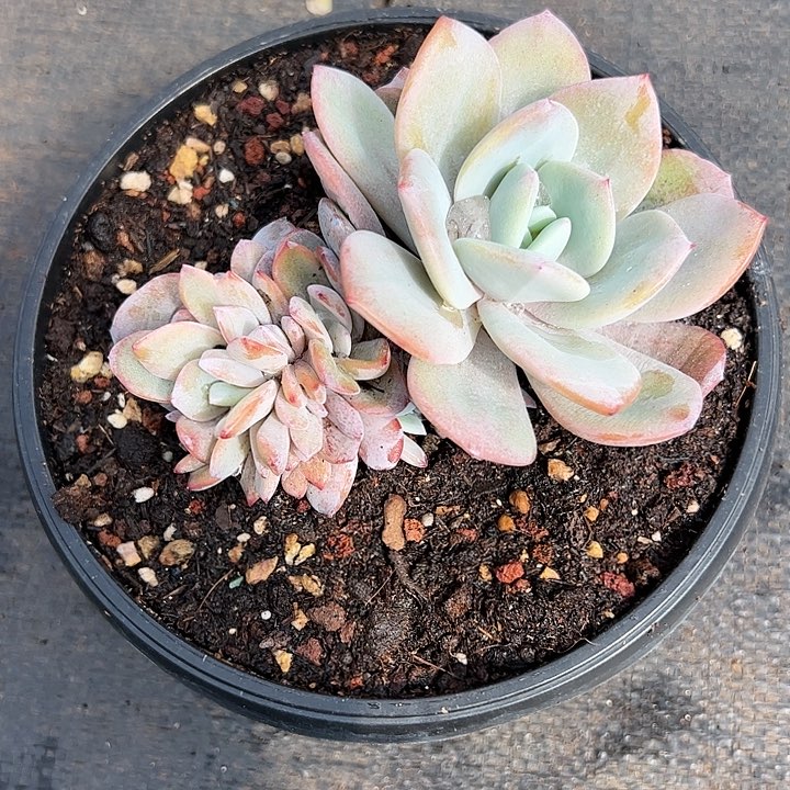 【闪购商品】奶茶朵朵缀多肉植物