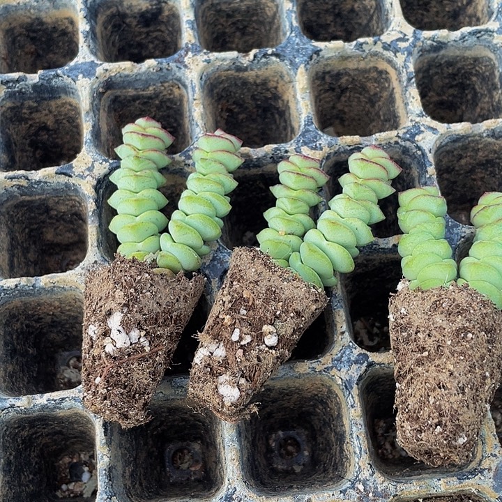 3颗一组小钱串3颗