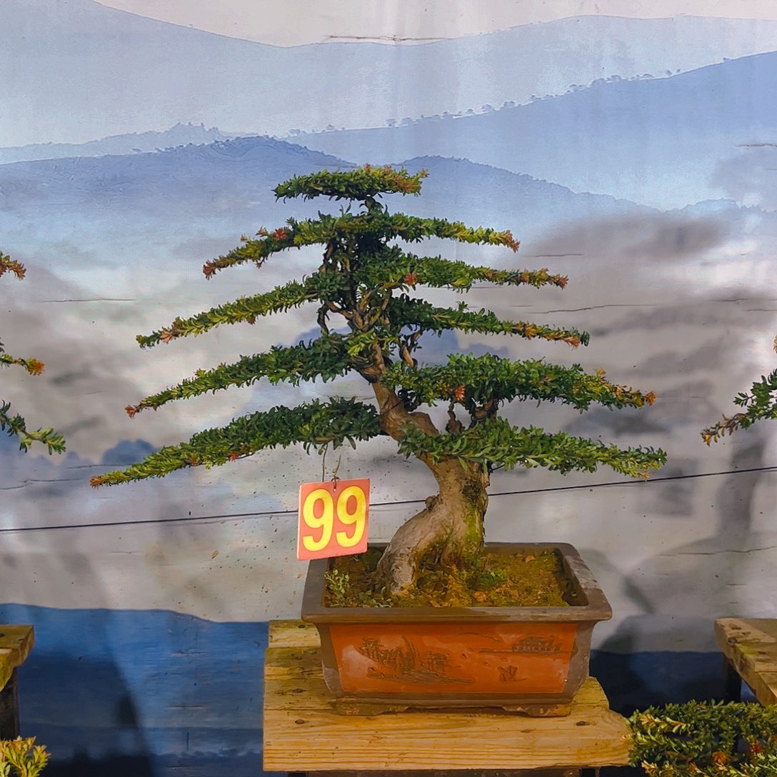 用***3无花朵老桩老盆罗汉松