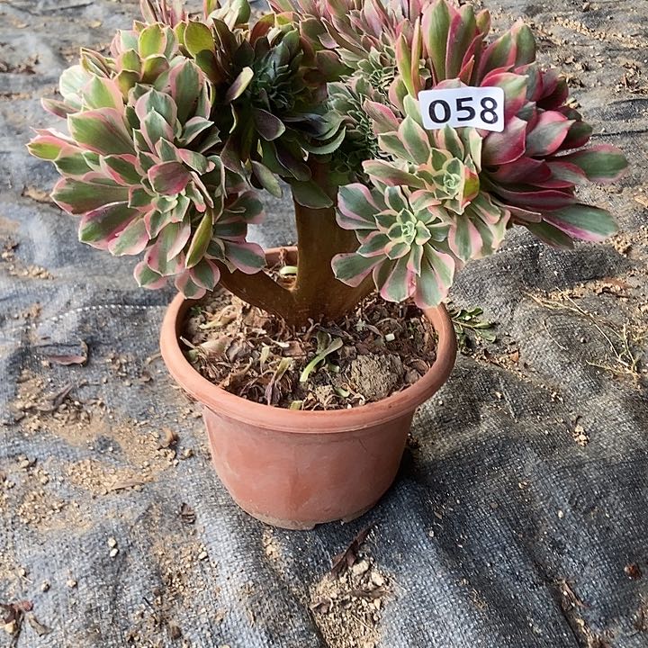 058粉女妖阴阳缀化特价