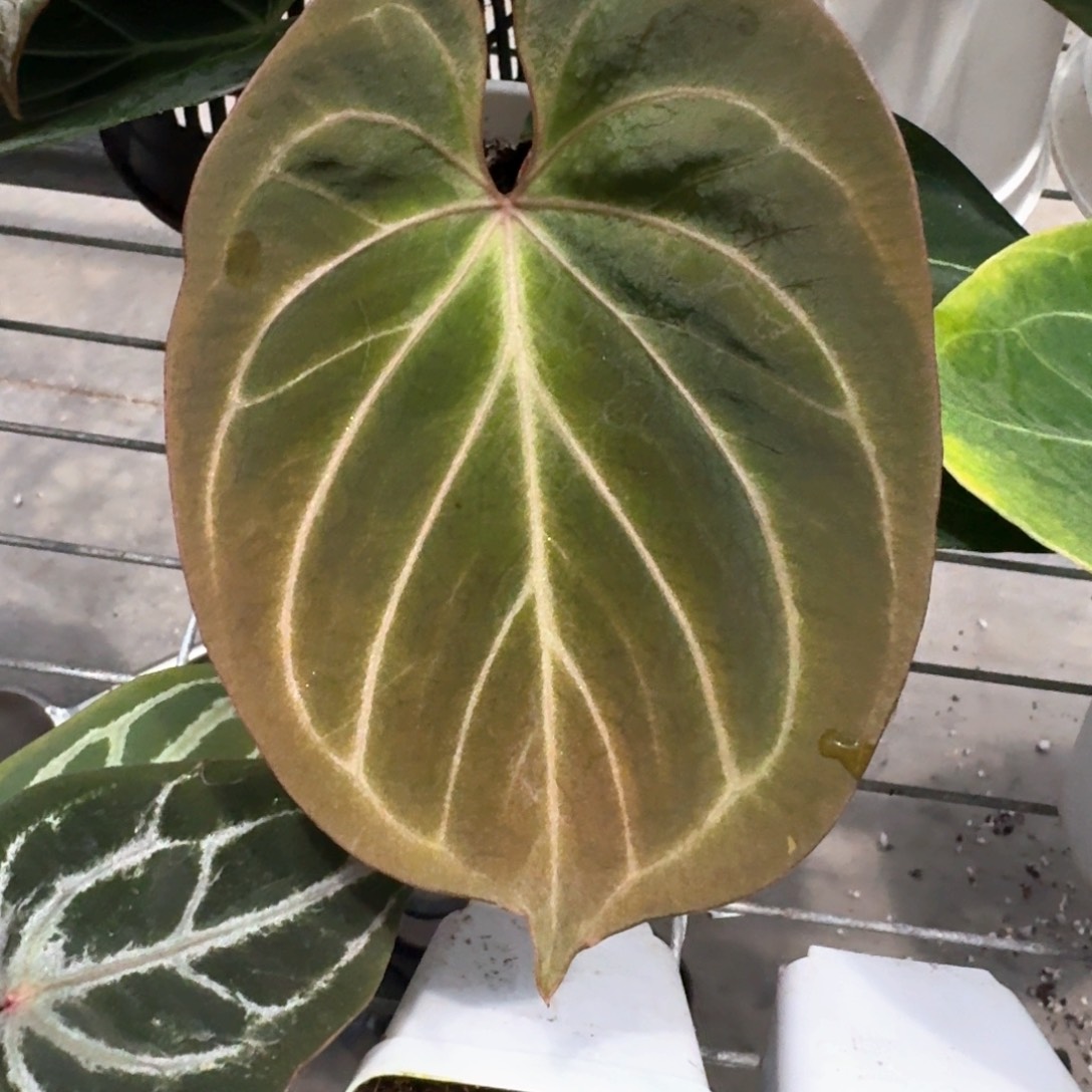 完全开放印尼 hu kos