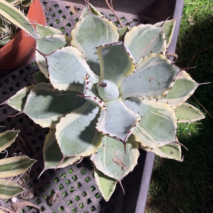 吉祥冠zzzzzzzzzzz