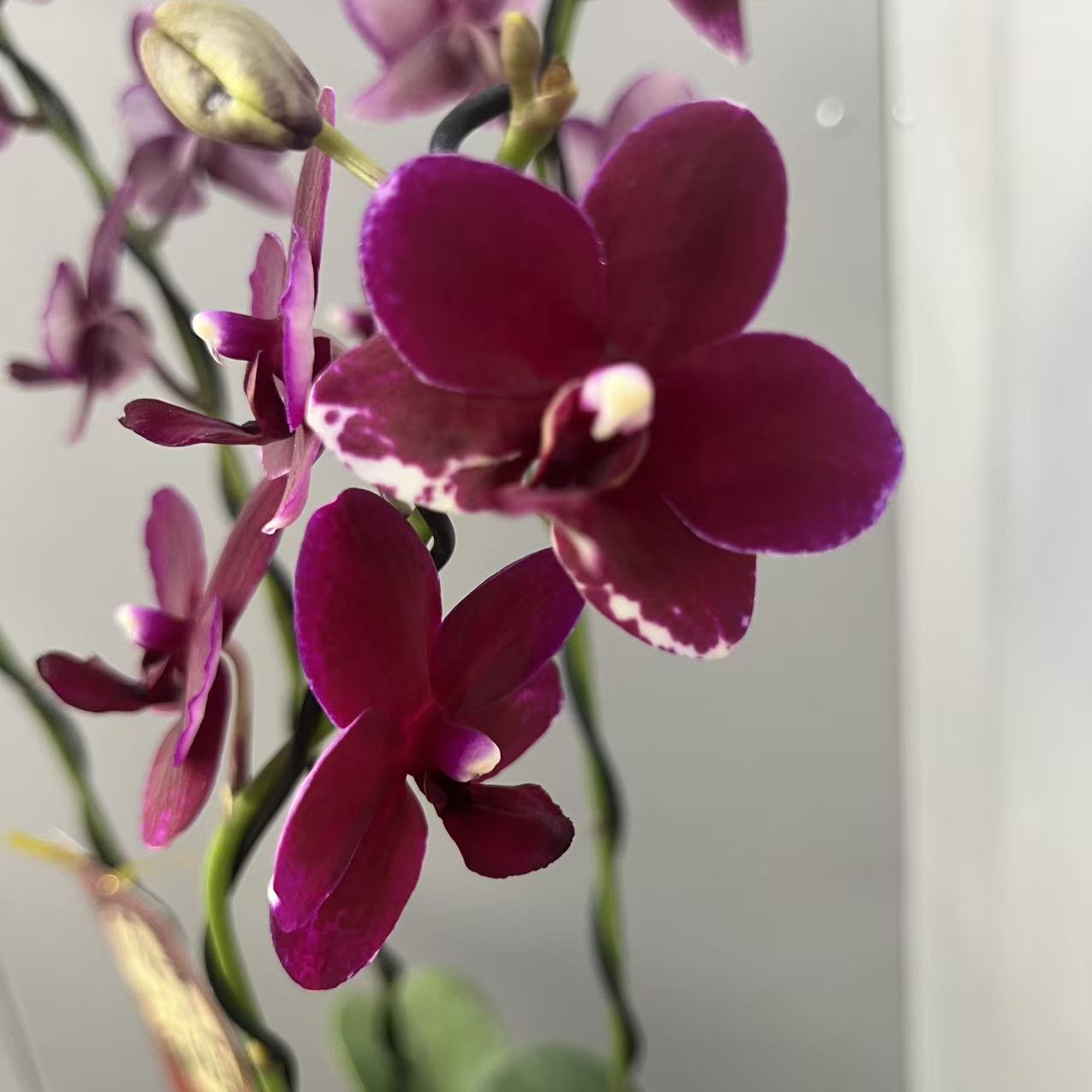 【胭脂】蝴蝶兰精品室内鲜花绿植送礼亲戚礼物盆栽乔迁