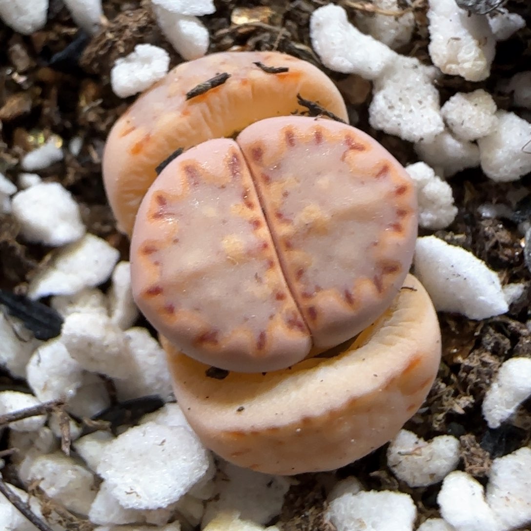 3。18。7044。 .015。 