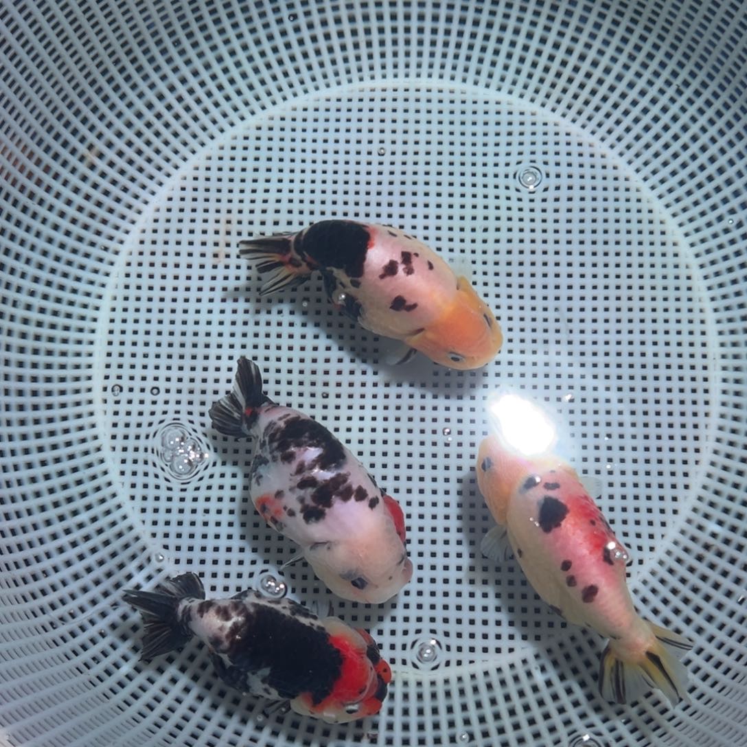 用***6海水鱼潘氏金鱼兰寿金鱼