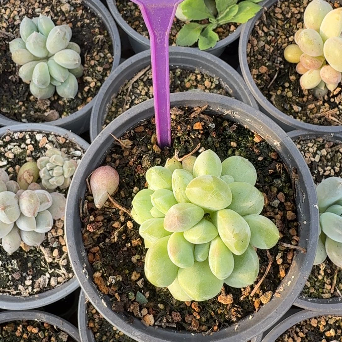 X系列一物一拍843.