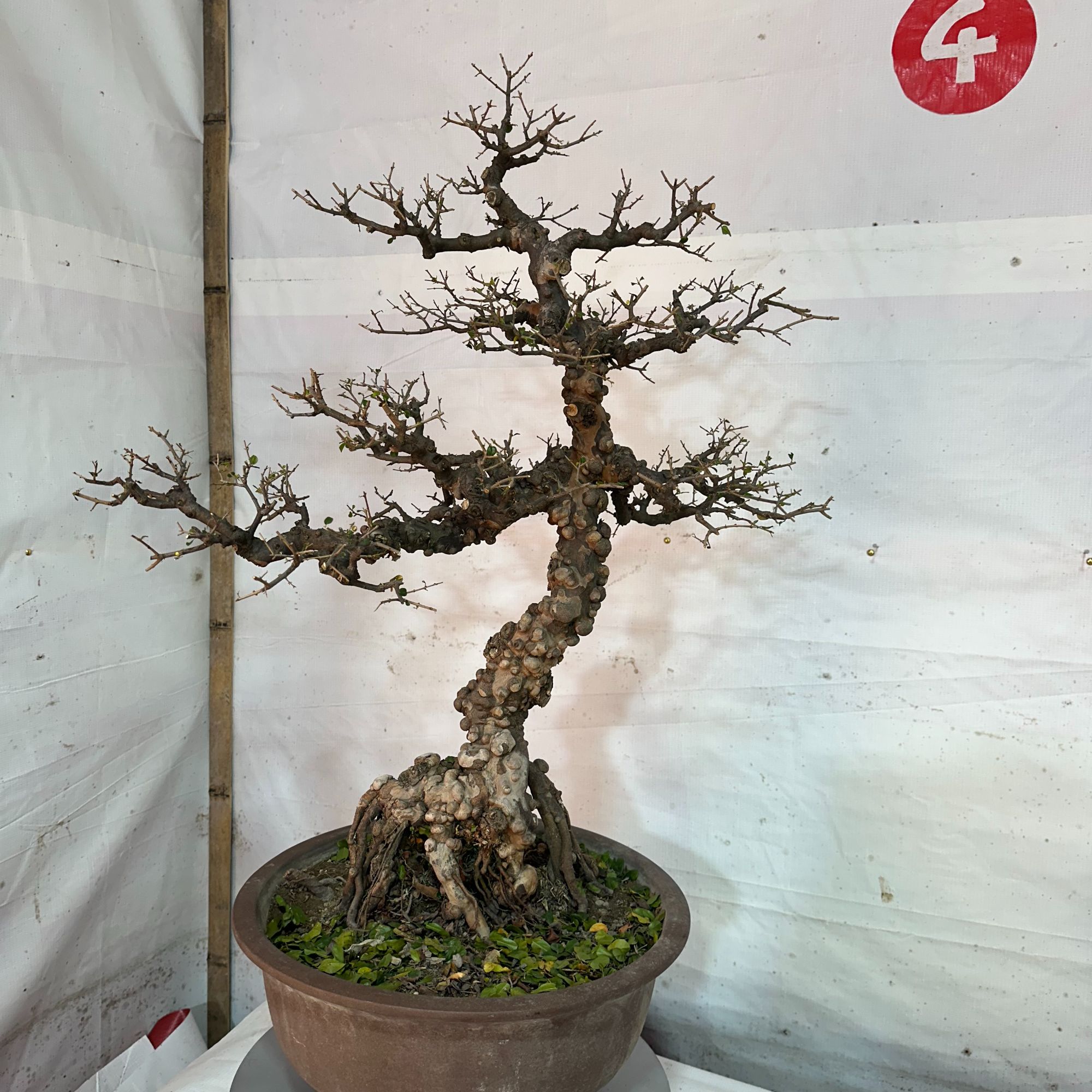 4号盆景 （一物一拍以直播间扣号为准）