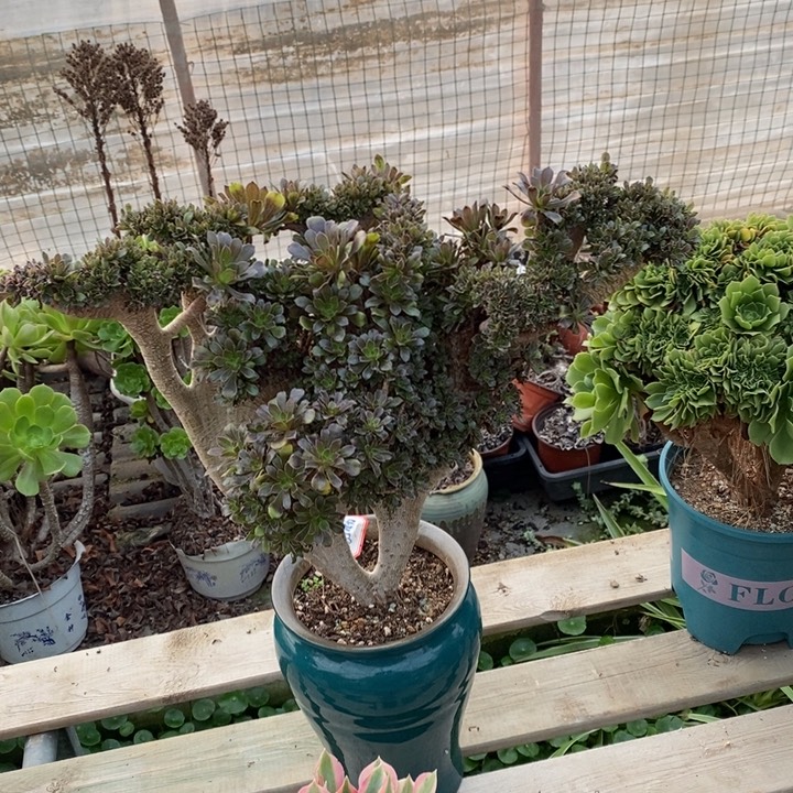 灰法师朵朵缀脱土裸根发货