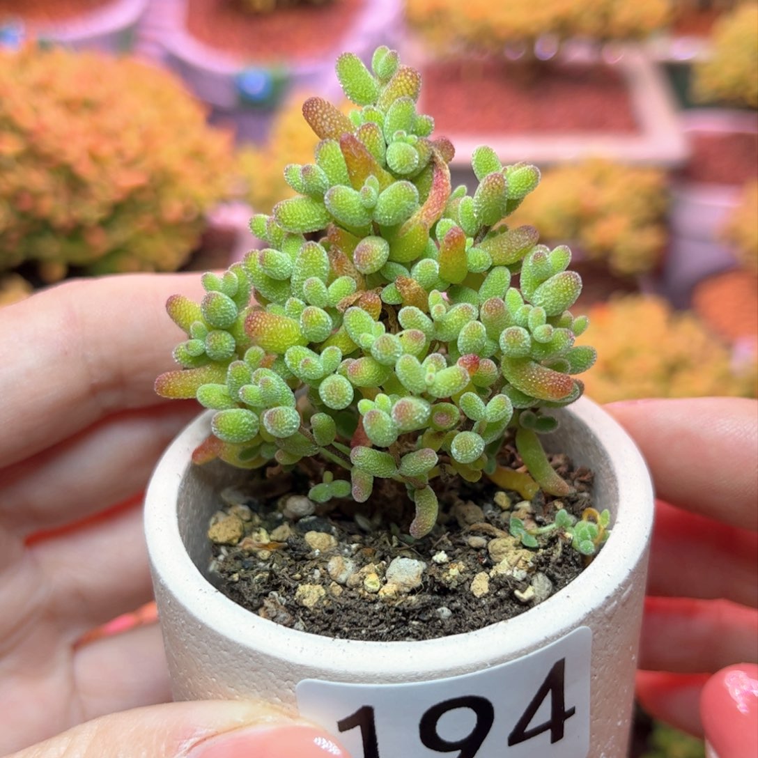 194金橘可爱多肉植物