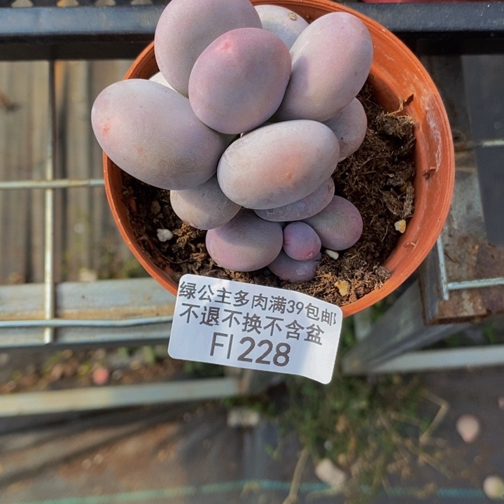 大叶奶5cm228多肉植物