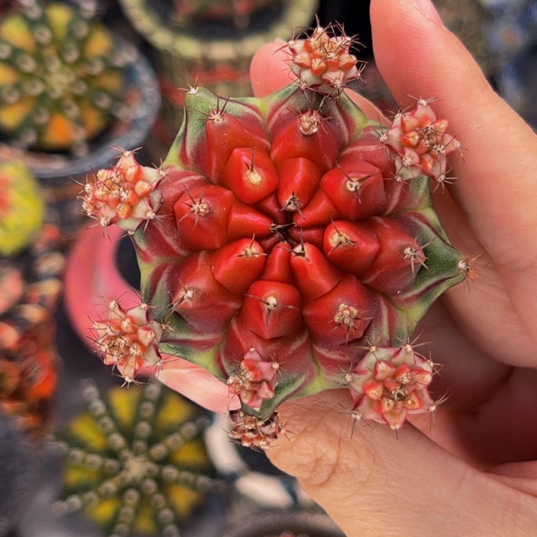 推荐  米哈仙人球