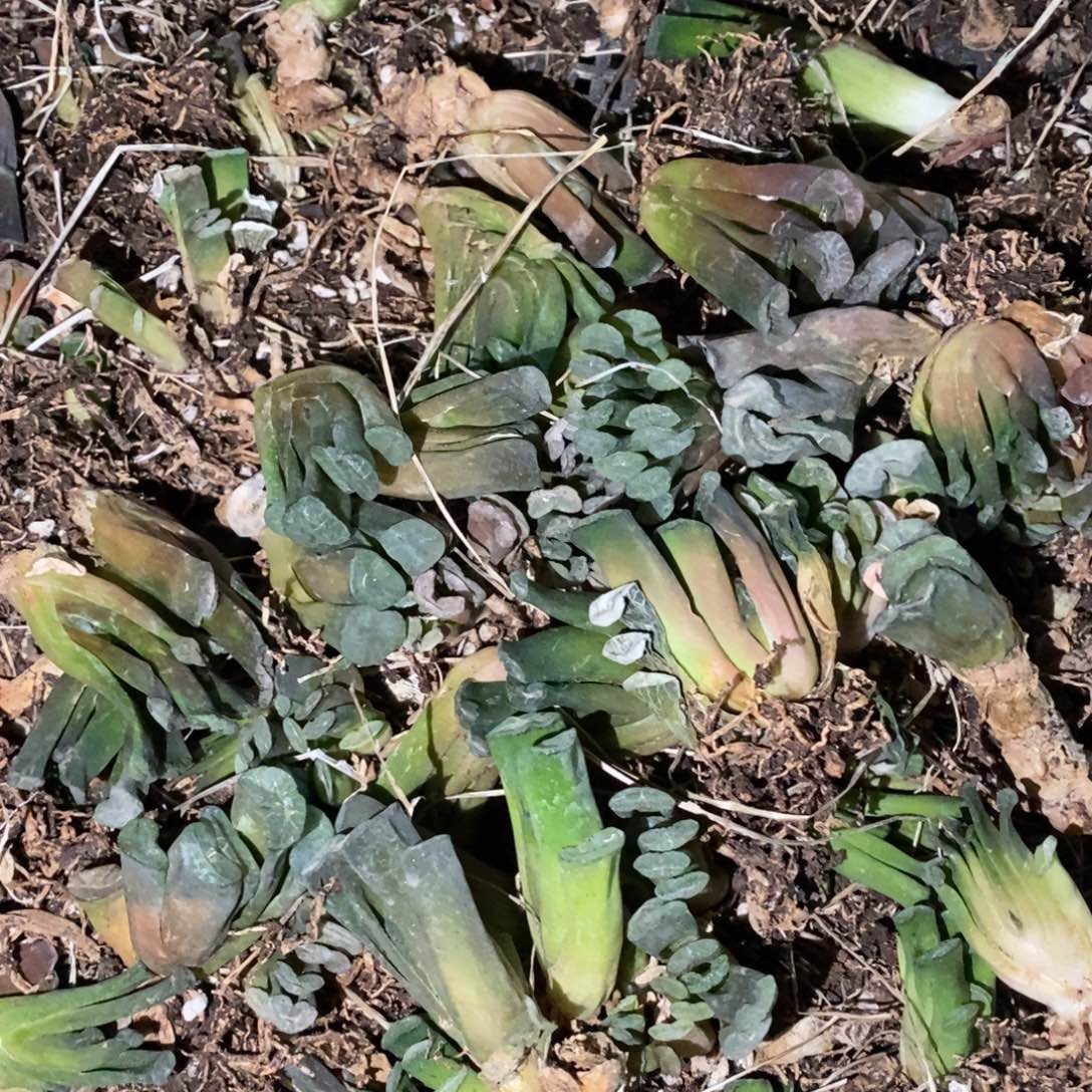 3118 一颗实生小玉扇 元旦整点福利