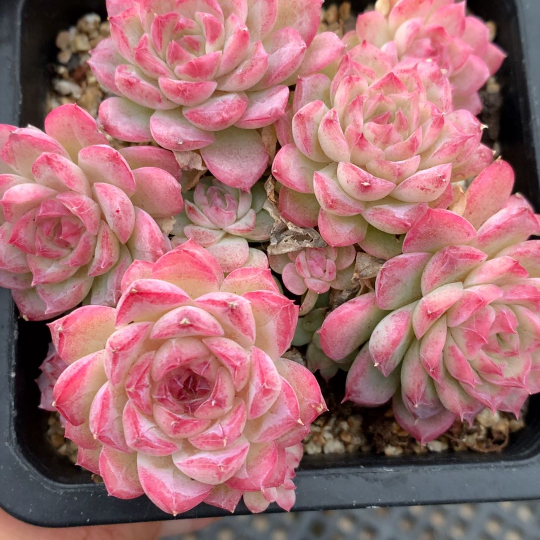 0126-43 女王玫瑰