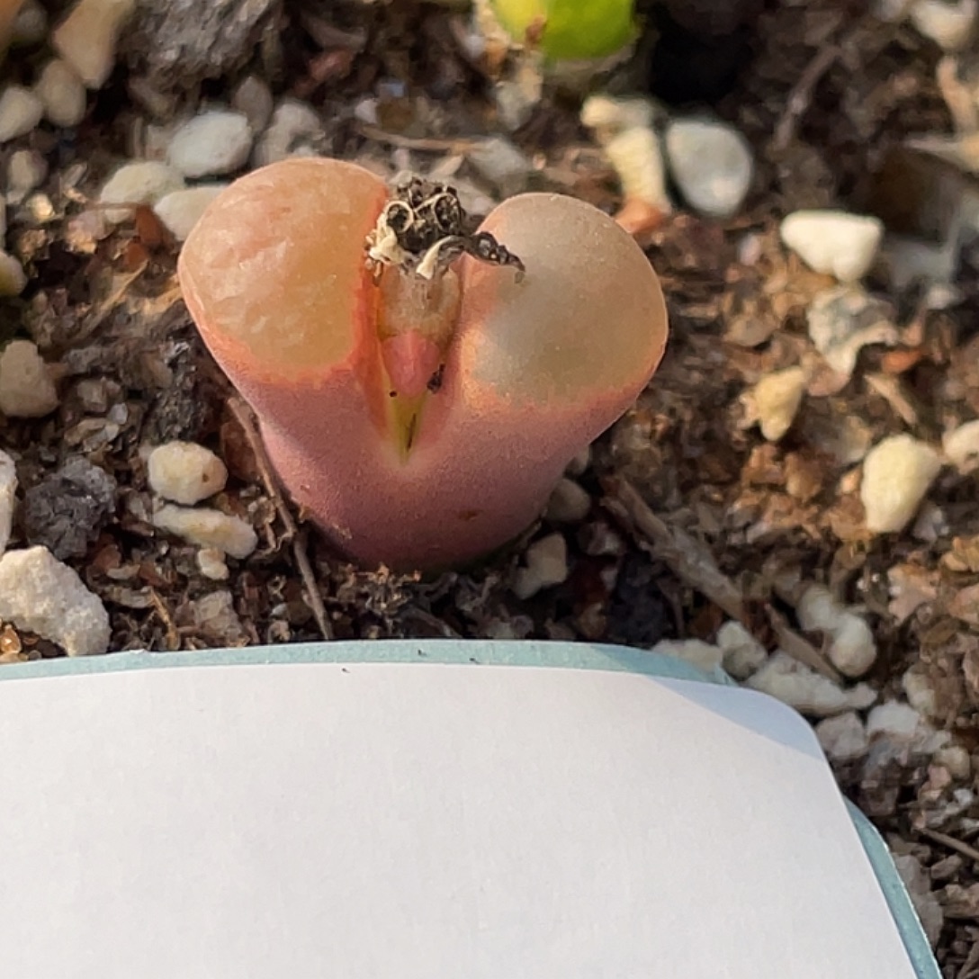 5-79风铃多肉植物