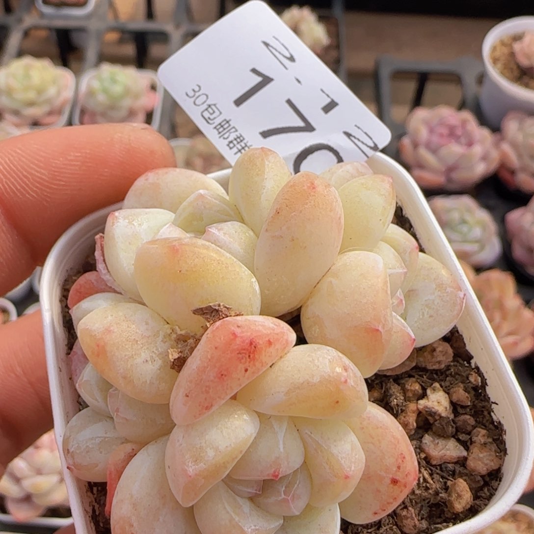 四头白体糖心冰玉一颗脱土