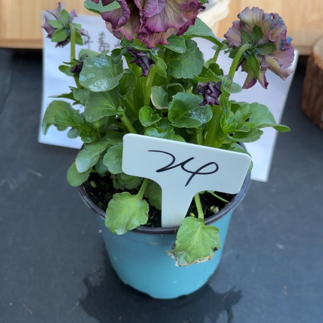 完全开放洛可可礼服24