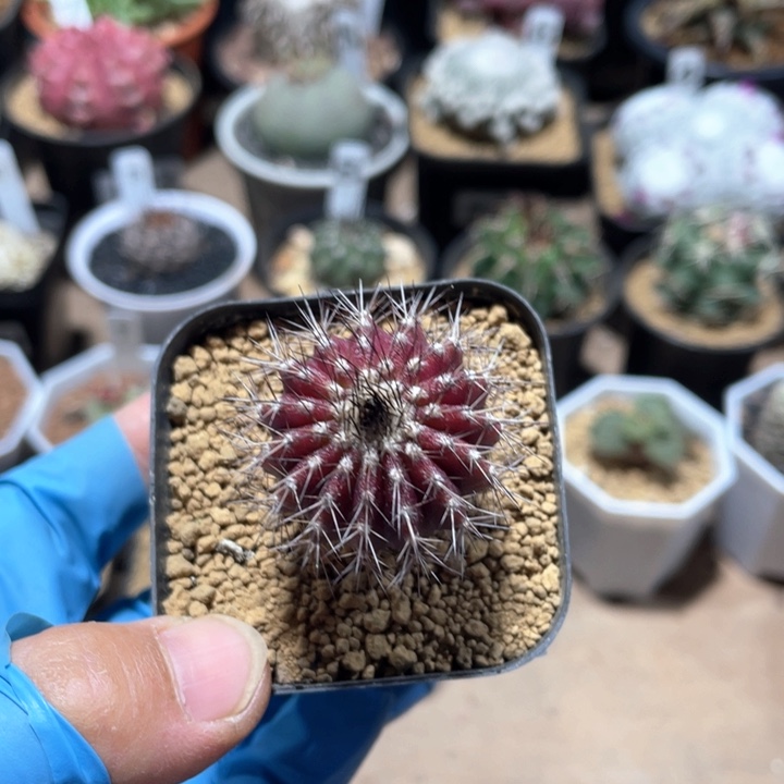 575实生紫皮尤伯球