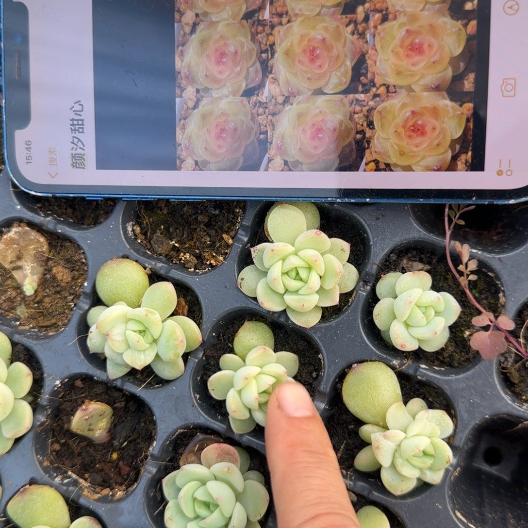 颜汐甜心穴一个满25包邮