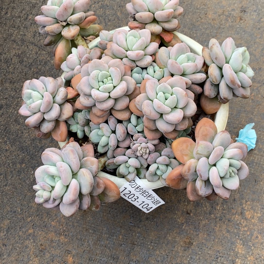 两单包邮1203-104洛神