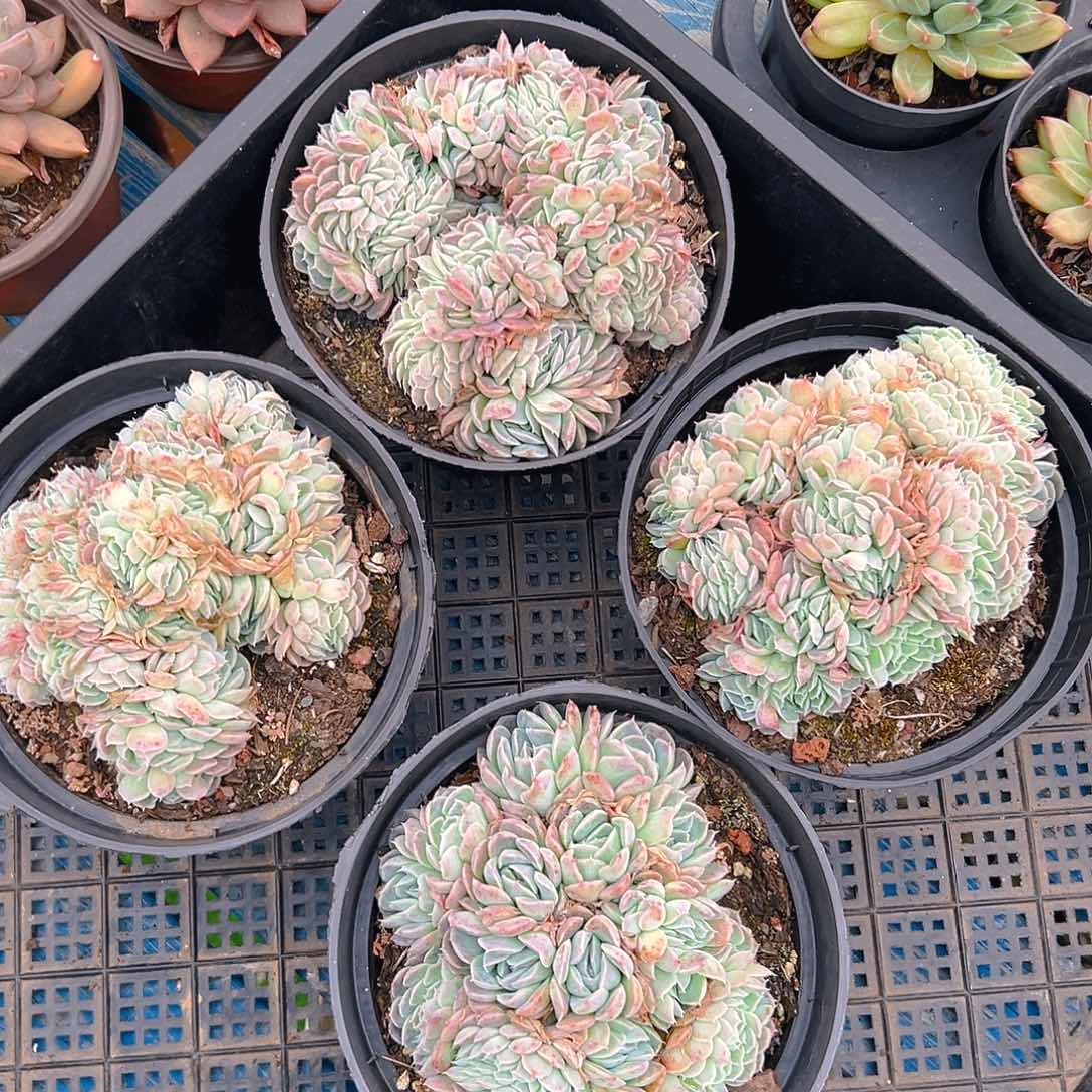 香妃月影缀，满18包邮