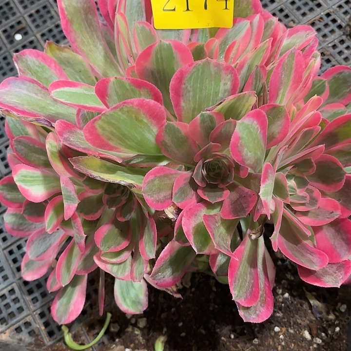 多肉植物福利2174