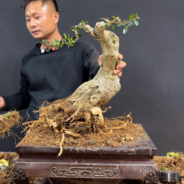 ****波无花朵黄杨等地的一些地方