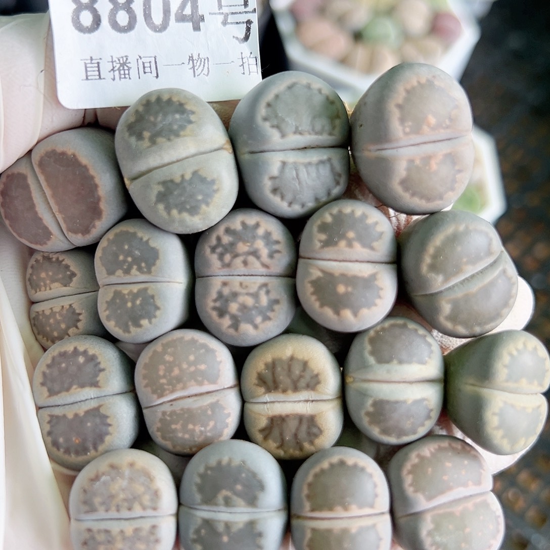 8804 好养易活生石花大母本18个