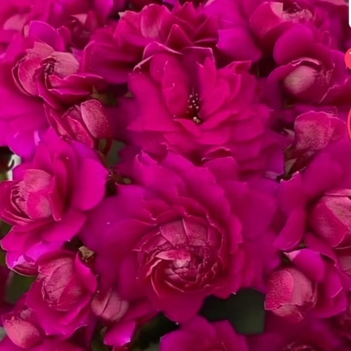 紫鸢长寿花140#盆一盆三棵原盆原土带花苞