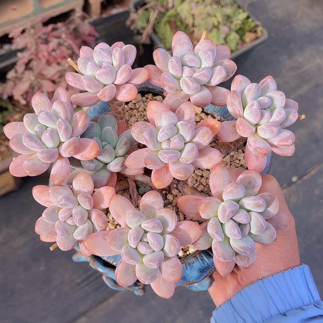 韩版香玉捧花多肉