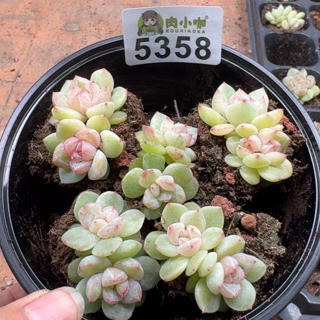 多肉植物多肉植物