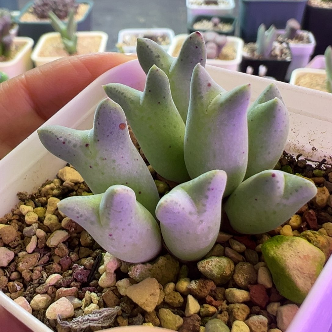 希***琞专拍专拍 肉锥植物