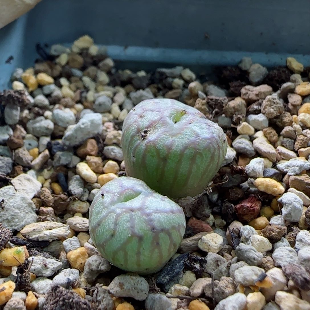 1-13-2-2当天满58包邮福利送奶工杂交有干疤多肉脱土