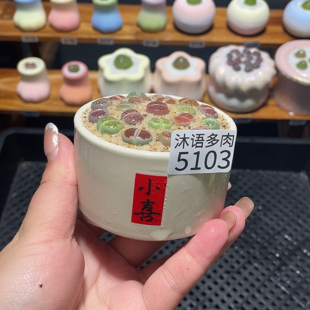 带盆土植物 一物一拍5103