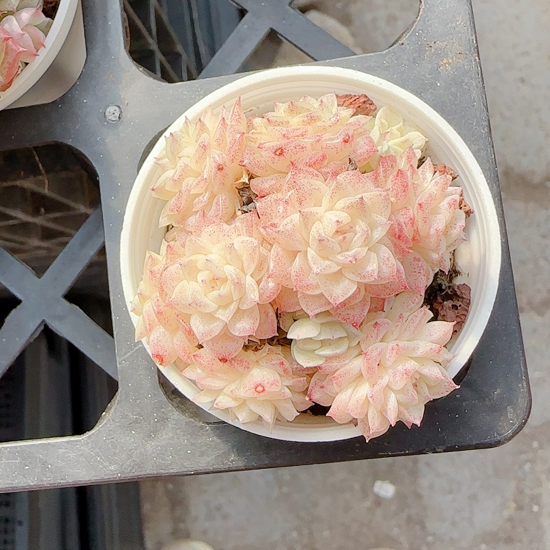 酷***少1229-35（小魔仙）专拍