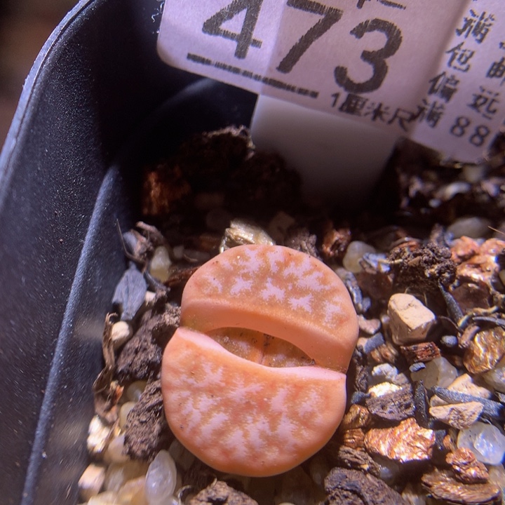 精品生石花114.473