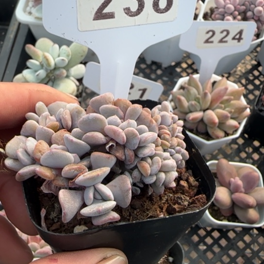 238雪精灵1111111111