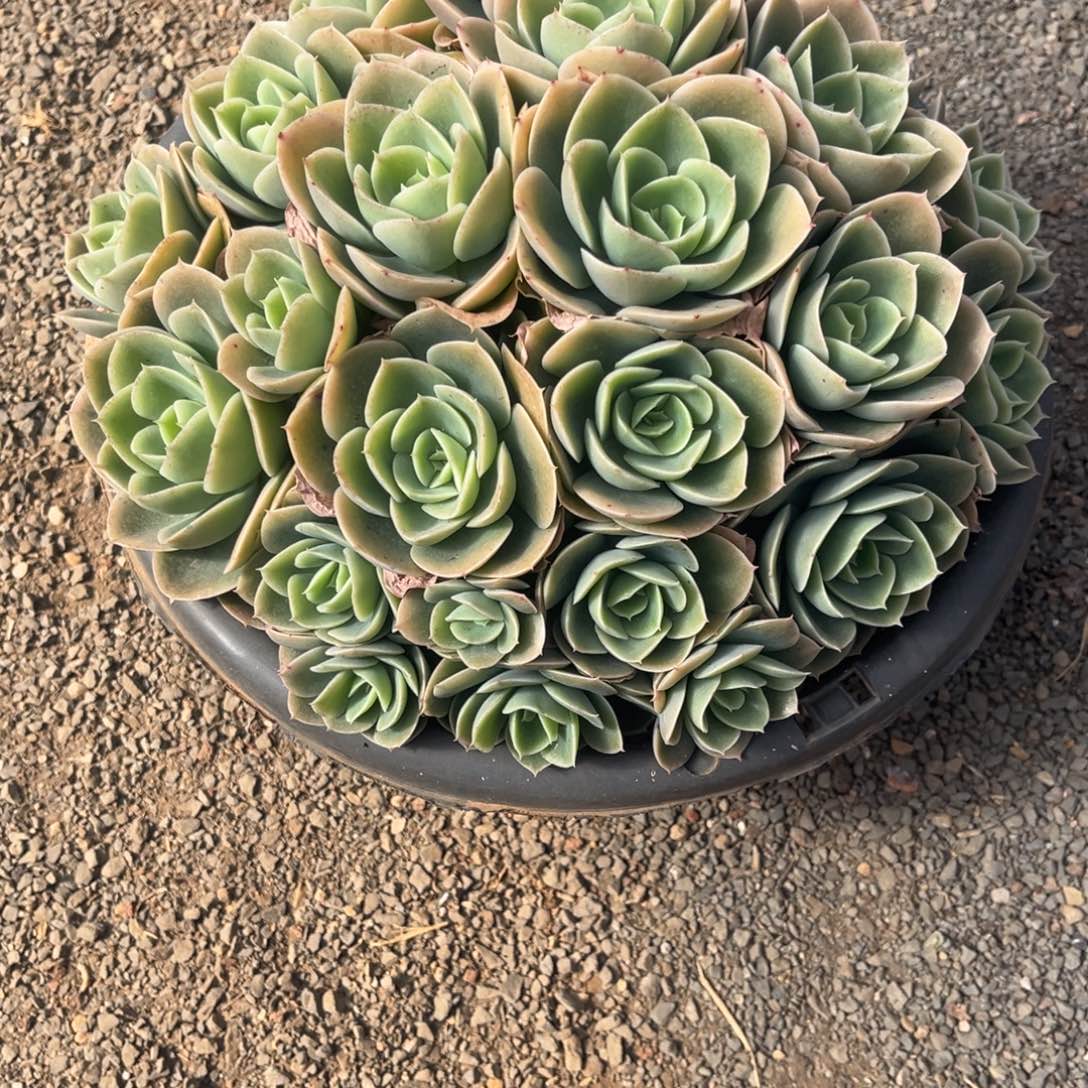 过***店星那塔朵朵缀化一物一拍