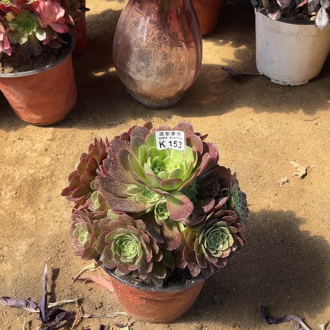 153万花筒多肉法师断枝不包