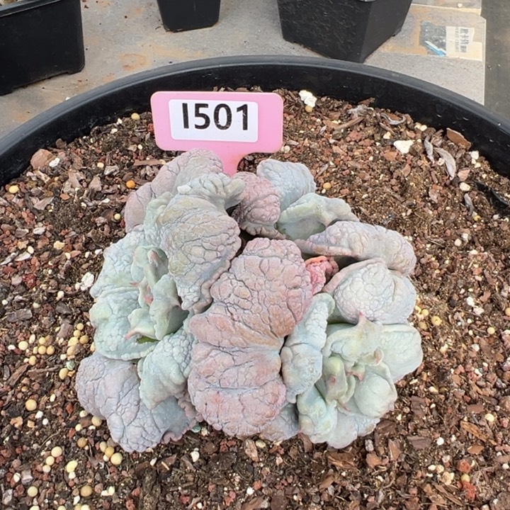 •***留财饺子皮群12cm多肉植物