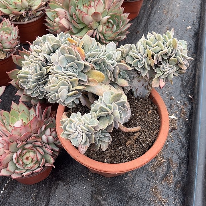 y***J哈利沃森缀化，一物一拍