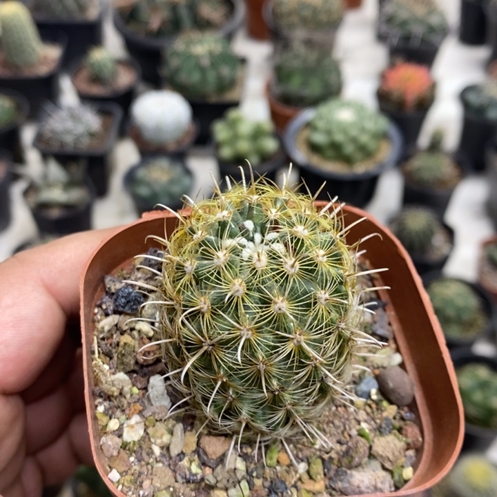 绿花金罗萨特价福利