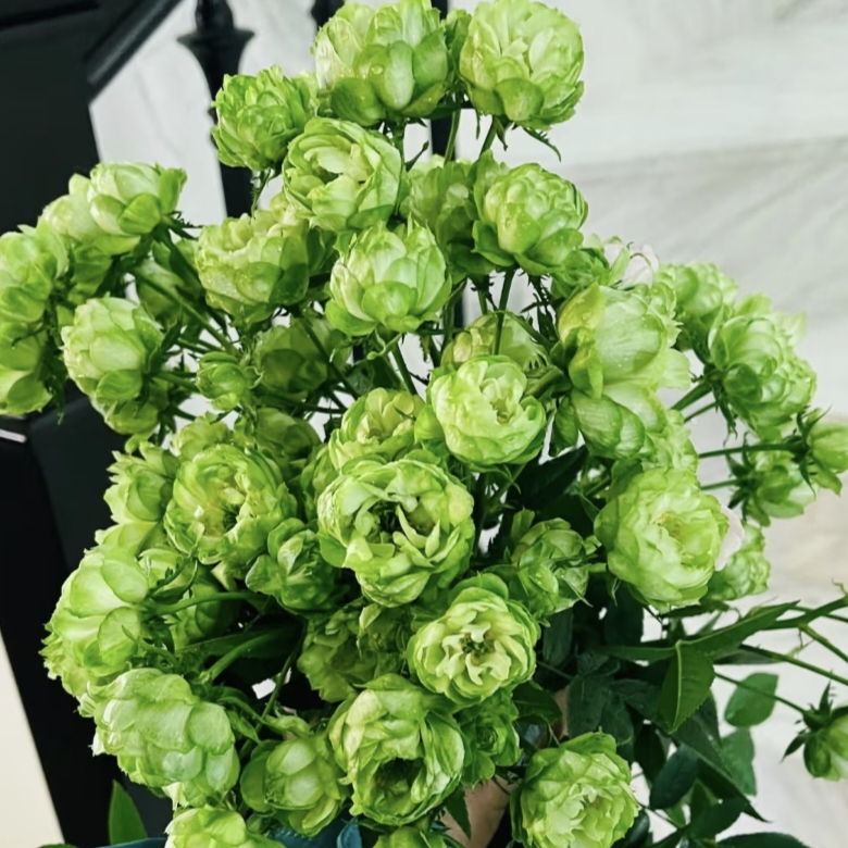 【结绿珍  独颗】大苗绿色多头小众好养护抗病性强花卉绿植盆栽月季