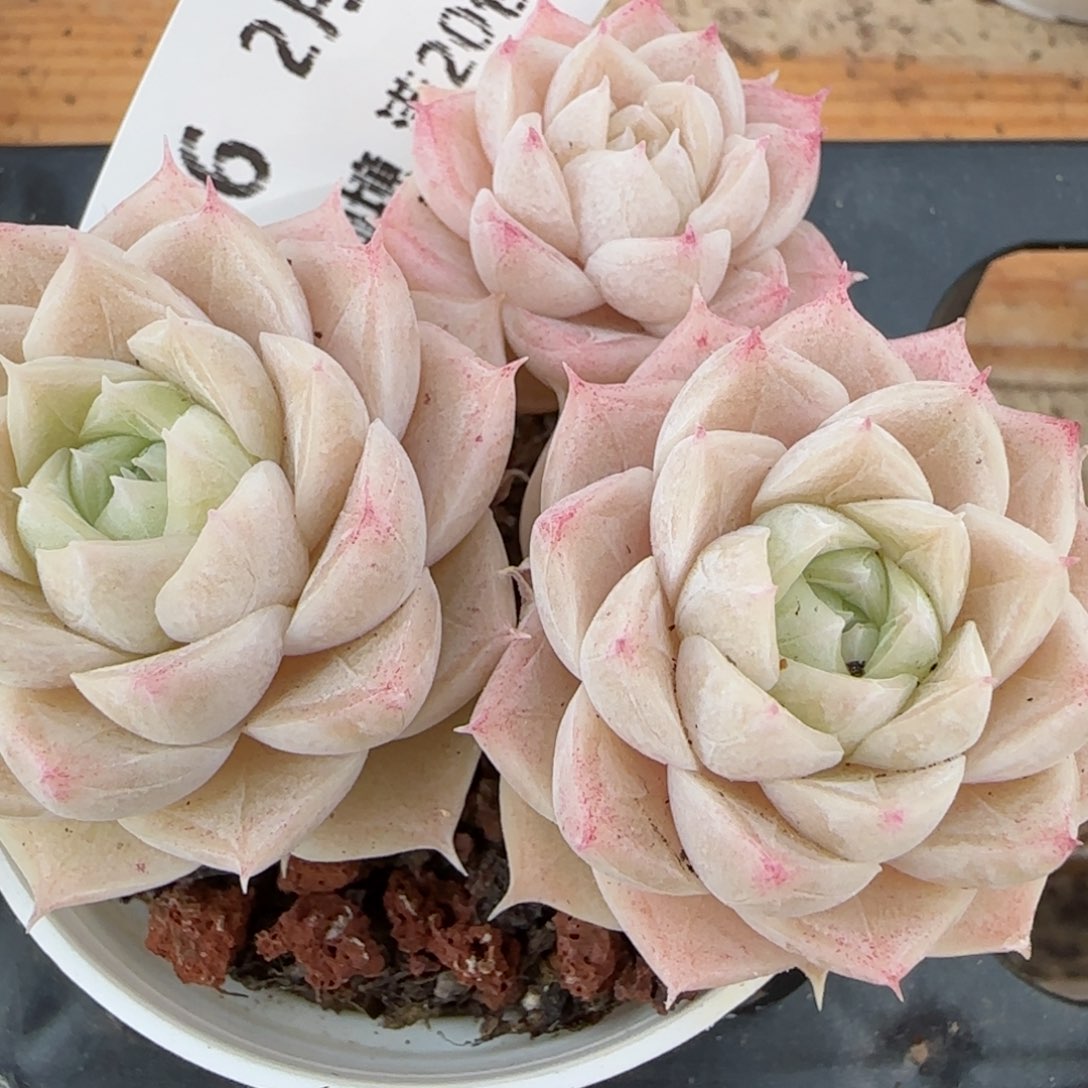 花语逸境0220-206