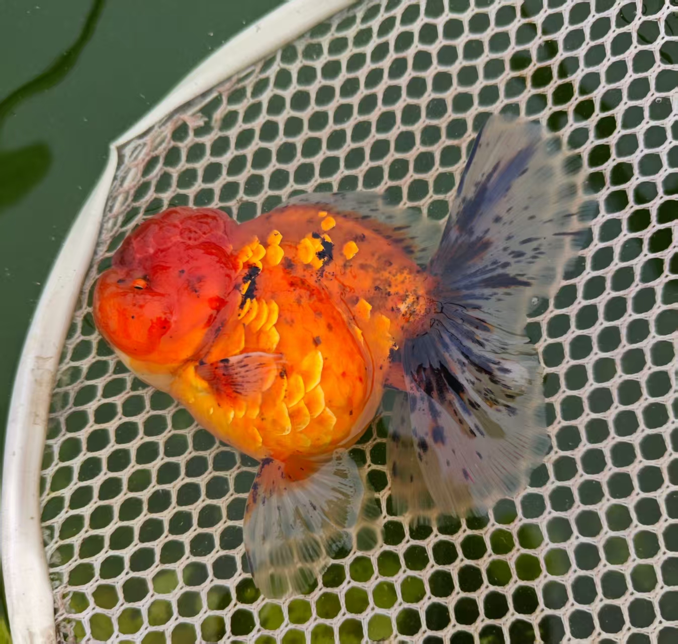 （无完整连续开箱视频不予售后）泰狮金鱼
