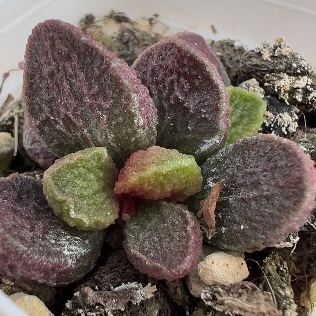 实生新品大苗多肉植物水泡