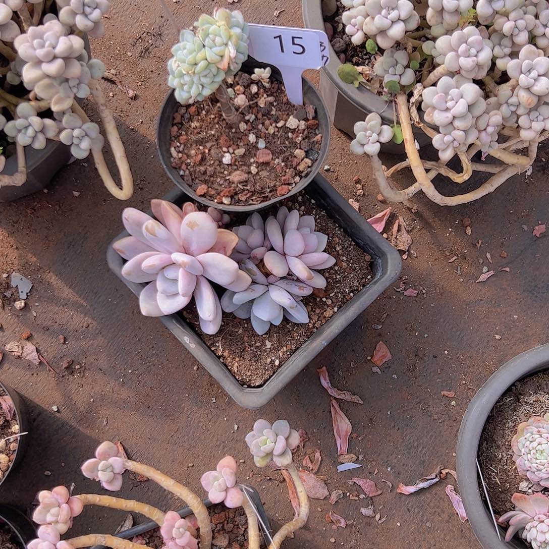 @****两个一组40不售的