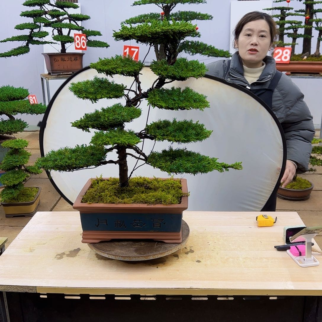 盆景直播间1️⃣物1️⃣拍资****居